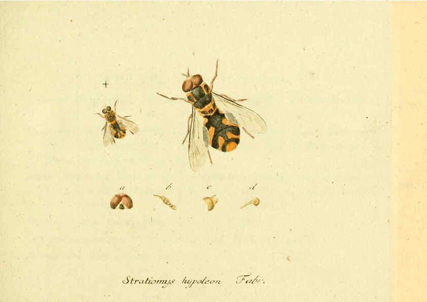 Reproducción/Reproduction 6046243250: Fauna Germanica, Diptera Nuremberg? :s.n.,between 1793 and 1805? 