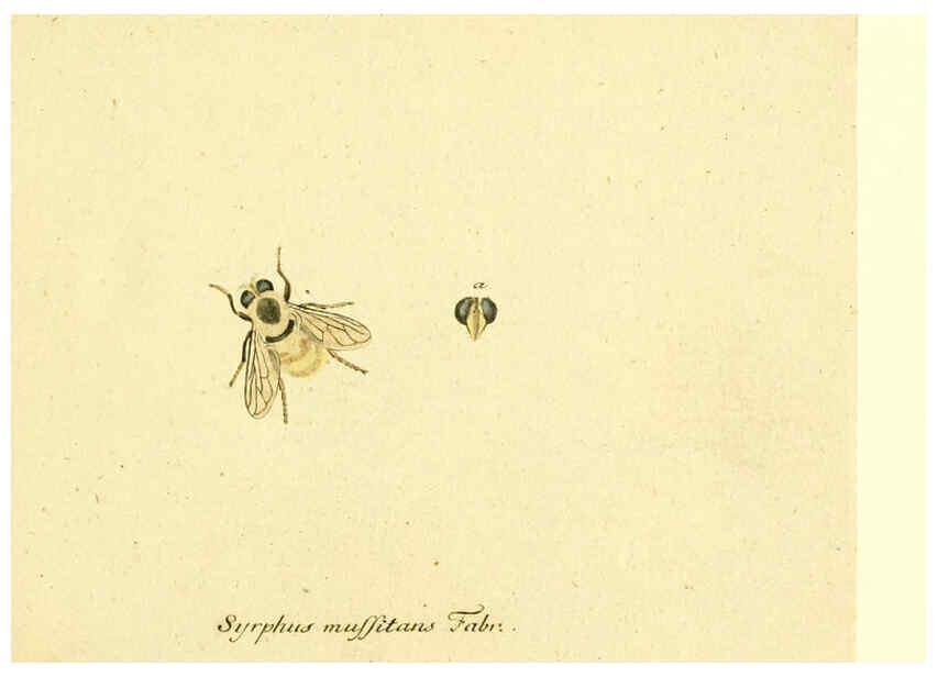 Reproducción/Reproduction 6046243470: Fauna Germanica, Diptera Nuremberg? :s.n.,between 1793 and 1805? 