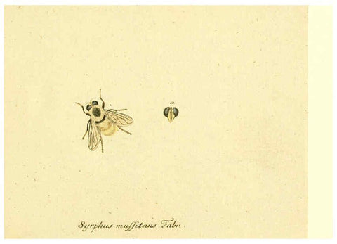 Reproducción/Reproduction 6046243470: Fauna Germanica, Diptera Nuremberg? :s.n.,between 1793 and 1805? 
