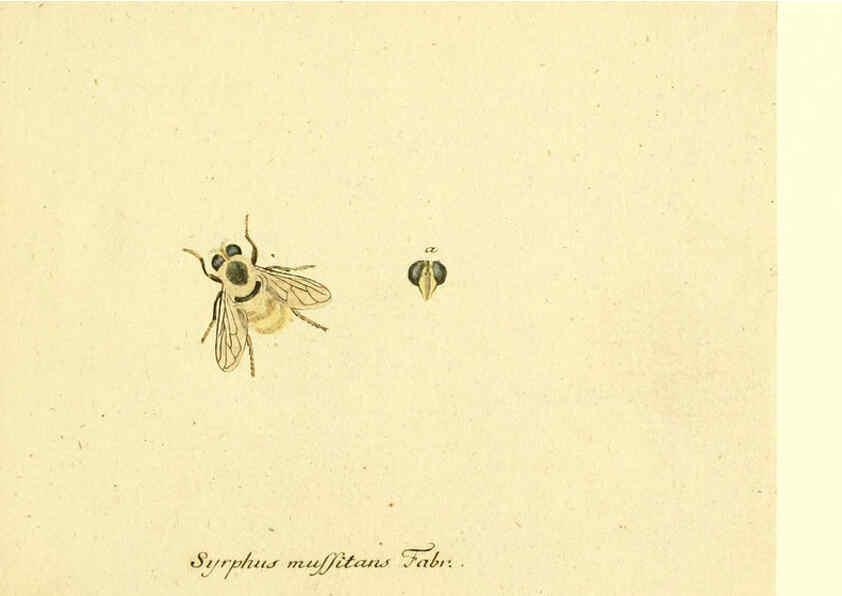 Reproducción/Reproduction 6046243470: Fauna Germanica, Diptera Nuremberg? :s.n.,between 1793 and 1805? 