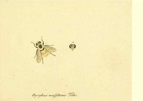 Reproducción/Reproduction 6046243470: Fauna Germanica, Diptera Nuremberg? :s.n.,between 1793 and 1805? 