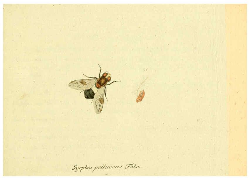 Reproducción/Reproduction 6045694277: Fauna Germanica, Diptera Nuremberg? :s.n.,between 1793 and 1805? 