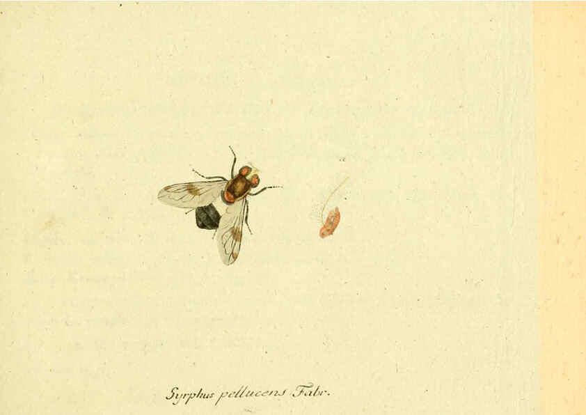 Reproducción/Reproduction 6045694277: Fauna Germanica, Diptera Nuremberg? :s.n.,between 1793 and 1805? 
