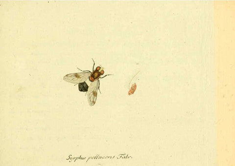 Reproducción/Reproduction 6045694277: Fauna Germanica, Diptera Nuremberg? :s.n.,between 1793 and 1805? 