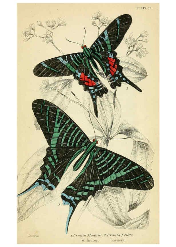 Reproducción/Reproduction 6045555361: Foreign butterflies Edinburgh :Henry G. Bohn,1858