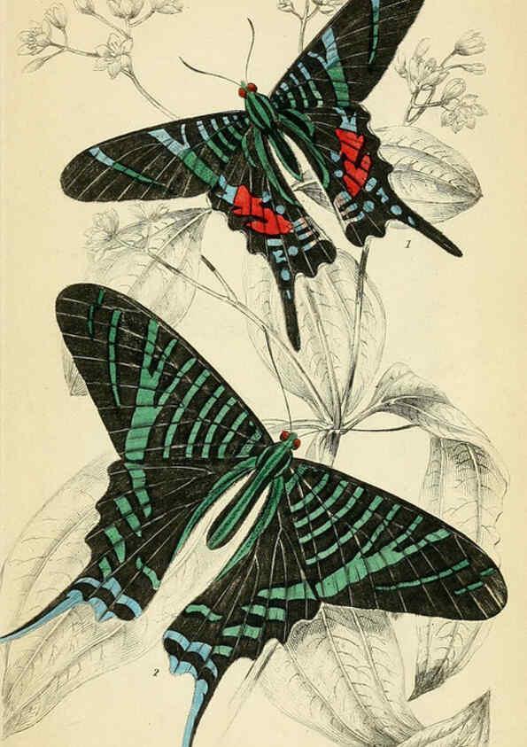 Reproducción/Reproduction 6045555361: Foreign butterflies Edinburgh :Henry G. Bohn,1858