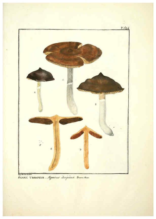 Reproducción/Reproduction 6045874298: Figures des champignons, servant de supplément aux planches de Bulliard Paris :Meilhac,1839-1842