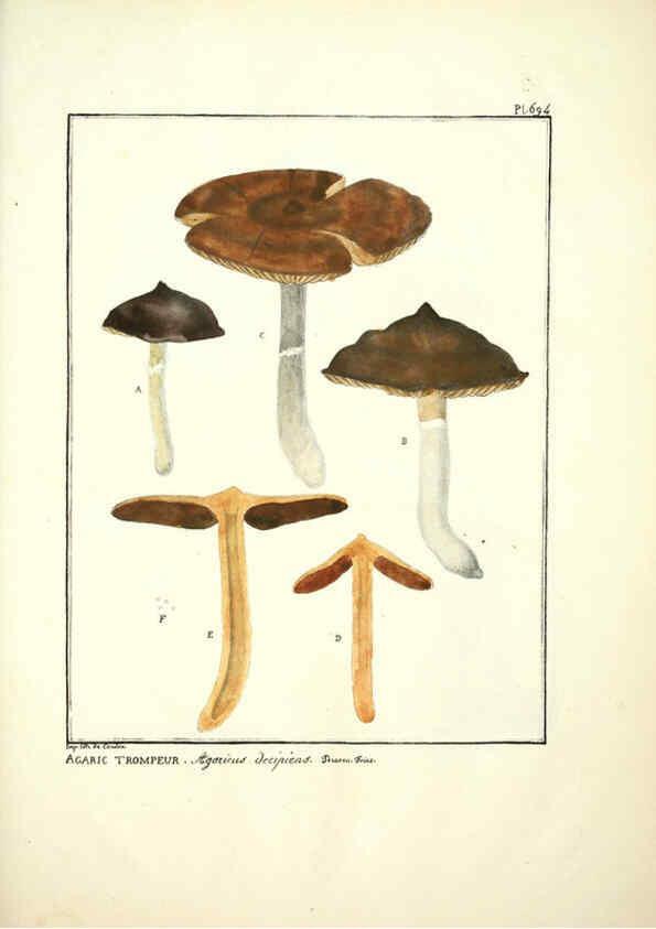 Reproducción/Reproduction 6045874298: Figures des champignons, servant de supplément aux planches de Bulliard Paris :Meilhac,1839-1842
