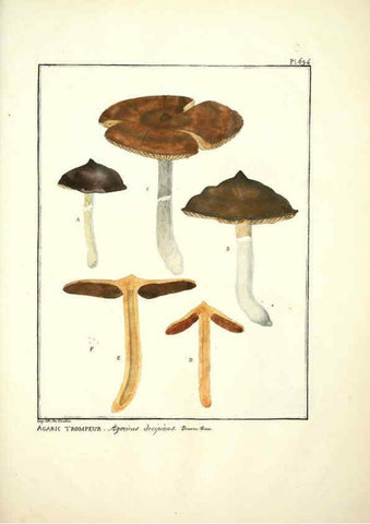 Reproducción/Reproduction 6045874298: Figures des champignons, servant de supplément aux planches de Bulliard Paris :Meilhac,1839-1842