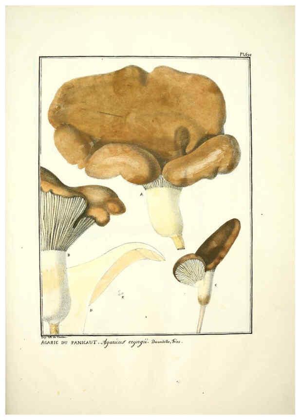 Reproducción/Reproduction 6045874126: Figures des champignons, servant de supplément aux planches de Bulliard Paris :Meilhac,1839-1842