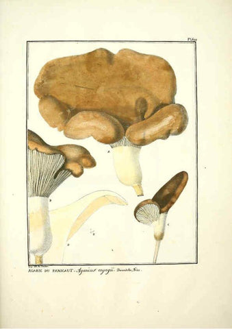 Reproducción/Reproduction 6045874126: Figures des champignons, servant de supplément aux planches de Bulliard Paris :Meilhac,1839-1842