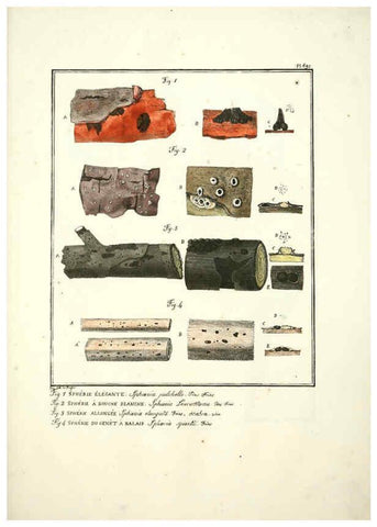Reproducción/Reproduction 6045873852: Figures des champignons, servant de supplément aux planches de Bulliard Paris :Meilhac,1839-1842