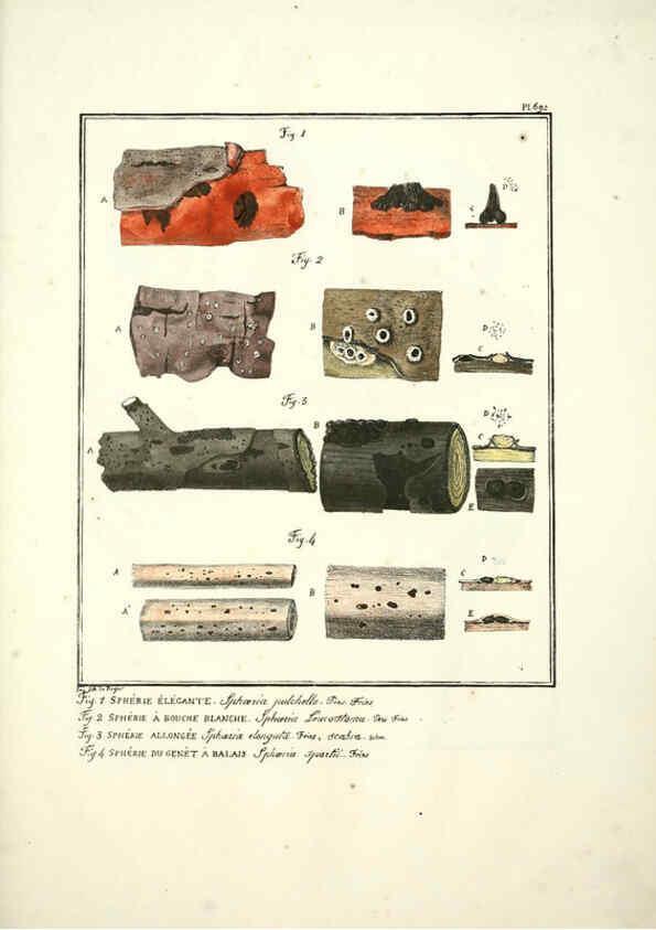 Reproducción/Reproduction 6045873852: Figures des champignons, servant de supplément aux planches de Bulliard Paris :Meilhac,1839-1842