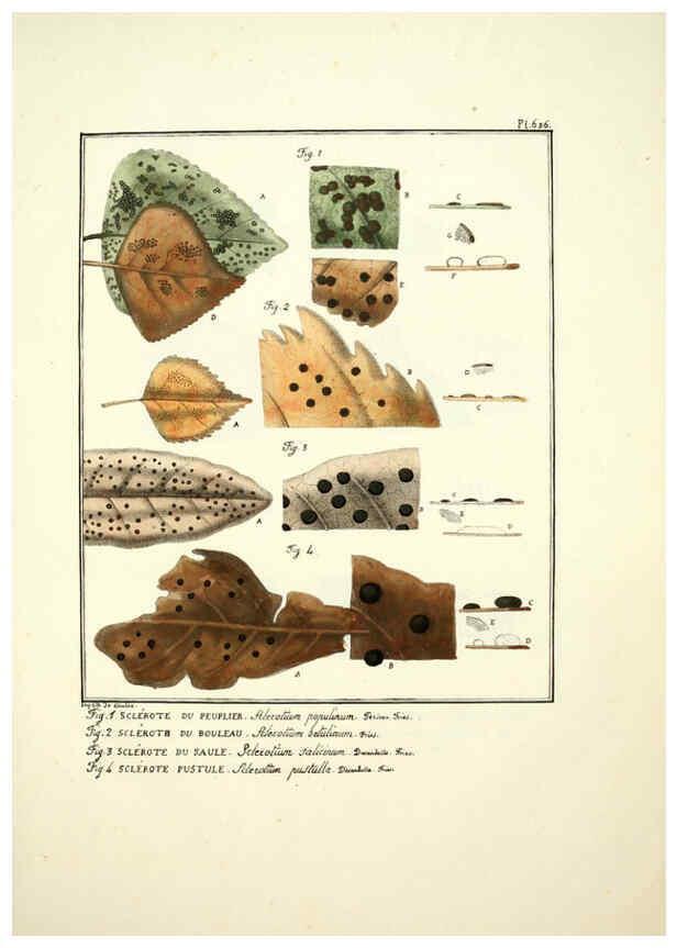 Reproducción/Reproduction 6045310035: Figures des champignons, servant de supplément aux planches de Bulliard Paris :Meilhac,1839-1842