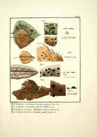 Reproducción/Reproduction 6045310035: Figures des champignons, servant de supplément aux planches de Bulliard Paris :Meilhac,1839-1842