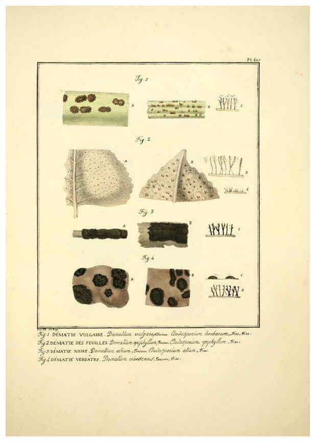 Reproducción/Reproduction 6045860624: Figures des champignons, servant de supplément aux planches de Bulliard Paris :Meilhac,1839-1842