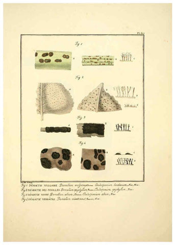 Reproducción/Reproduction 6045860624: Figures des champignons, servant de supplément aux planches de Bulliard Paris :Meilhac,1839-1842