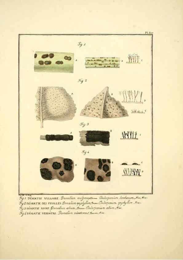 Reproducción/Reproduction 6045860624: Figures des champignons, servant de supplément aux planches de Bulliard Paris :Meilhac,1839-1842