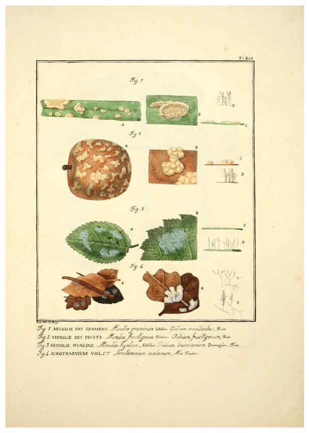 Reproducción/Reproduction 6045860852: Figures des champignons, servant de supplément aux planches de Bulliard Paris :Meilhac,1839-1842