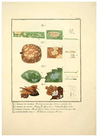 Reproducción/Reproduction 6045860852: Figures des champignons, servant de supplément aux planches de Bulliard Paris :Meilhac,1839-1842