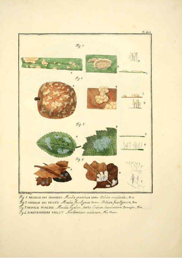Reproducción/Reproduction 6045860852: Figures des champignons, servant de supplément aux planches de Bulliard Paris :Meilhac,1839-1842