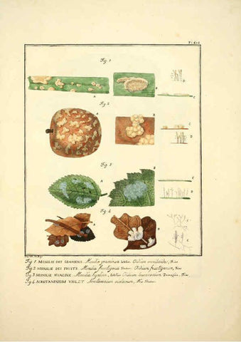 Reproducción/Reproduction 6045860852: Figures des champignons, servant de supplément aux planches de Bulliard Paris :Meilhac,1839-1842