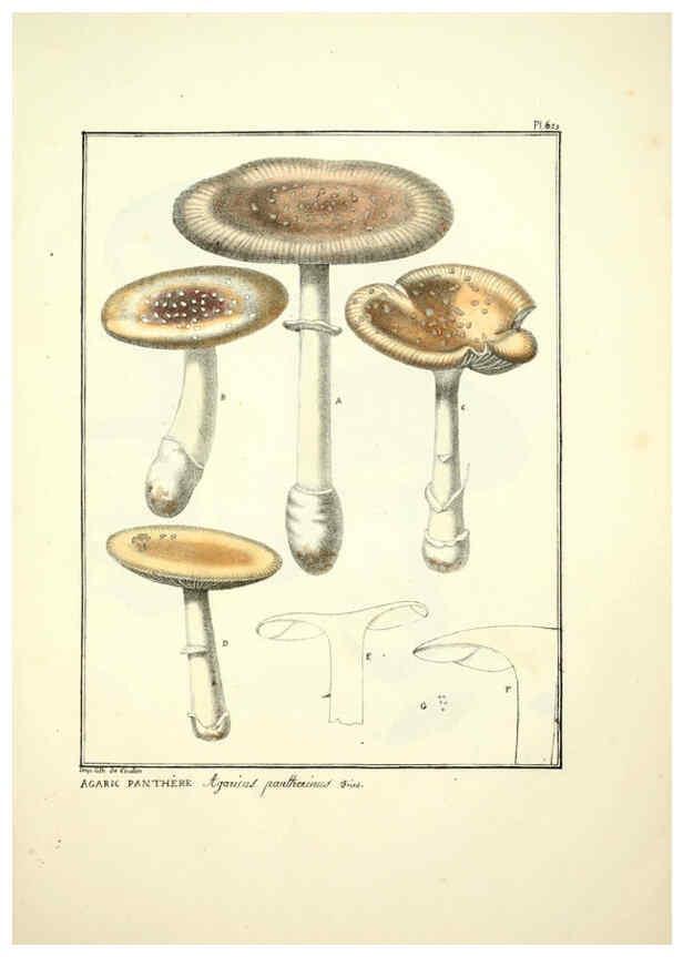 Reproducción/Reproduction 6045310697: Figures des champignons, servant de supplément aux planches de Bulliard Paris :Meilhac,1839-1842