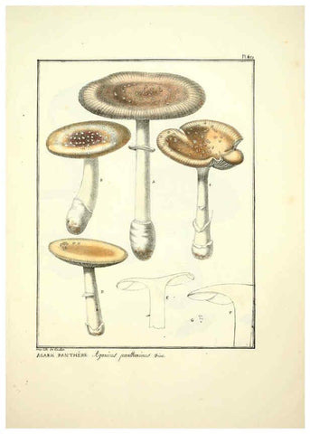 Reproducción/Reproduction 6045310697: Figures des champignons, servant de supplément aux planches de Bulliard Paris :Meilhac,1839-1842