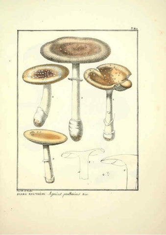 Reproducción/Reproduction 6045310697: Figures des champignons, servant de supplément aux planches de Bulliard Paris :Meilhac,1839-1842