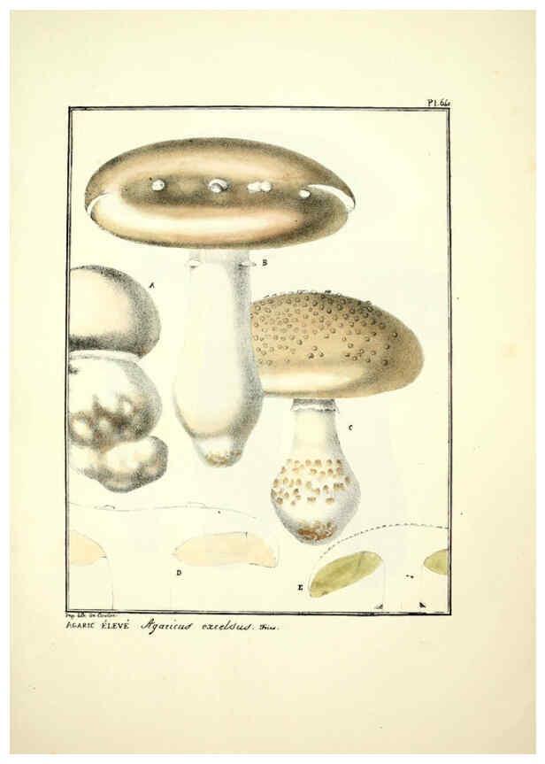 Reproducción/Reproduction 6045310977: Figures des champignons, servant de supplément aux planches de Bulliard Paris :Meilhac,1839-1842