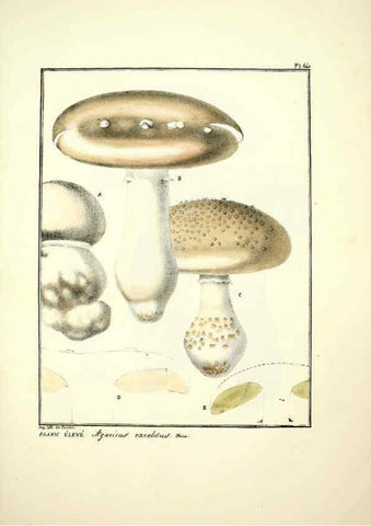 Reproducción/Reproduction 6045310977: Figures des champignons, servant de supplément aux planches de Bulliard Paris :Meilhac,1839-1842