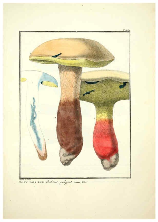 Reproducción/Reproduction 6045311171: Figures des champignons, servant de supplément aux planches de Bulliard Paris :Meilhac,1839-1842