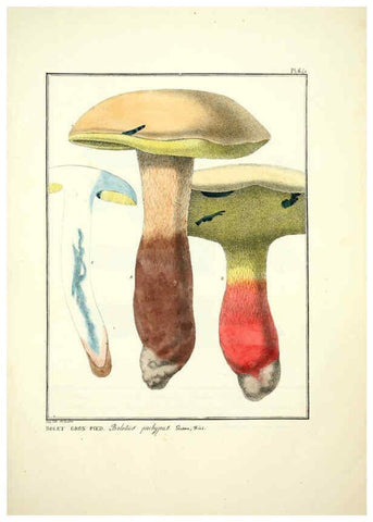 Reproducción/Reproduction 6045311171: Figures des champignons, servant de supplément aux planches de Bulliard Paris :Meilhac,1839-1842