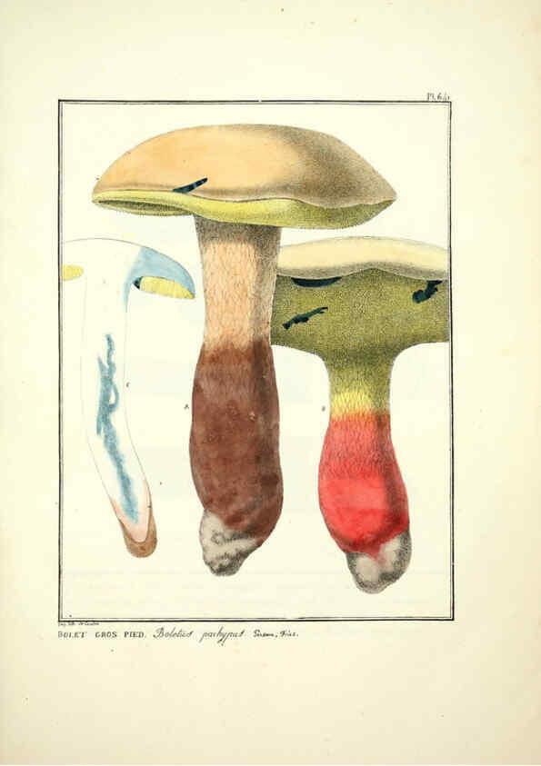 Reproducción/Reproduction 6045311171: Figures des champignons, servant de supplément aux planches de Bulliard Paris :Meilhac,1839-1842