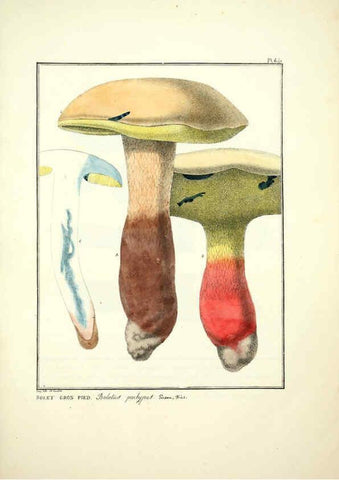 Reproducción/Reproduction 6045311171: Figures des champignons, servant de supplément aux planches de Bulliard Paris :Meilhac,1839-1842