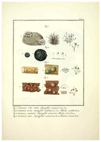 Reproducción/Reproduction 6045311361: Figures des champignons, servant de supplément aux planches de Bulliard Paris :Meilhac,1839-1842