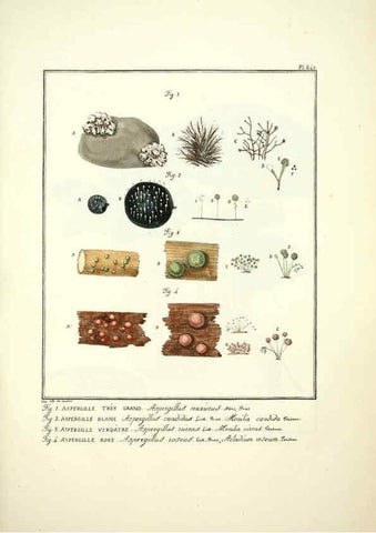 Reproducción/Reproduction 6045311361: Figures des champignons, servant de supplément aux planches de Bulliard Paris :Meilhac,1839-1842