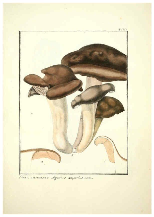Reproducción/Reproduction 6045862070: Figures des champignons, servant de supplément aux planches de Bulliard Paris :Meilhac,1839-1842