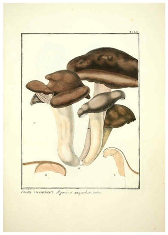 Reproducción/Reproduction 6045862070: Figures des champignons, servant de supplément aux planches de Bulliard Paris :Meilhac,1839-1842