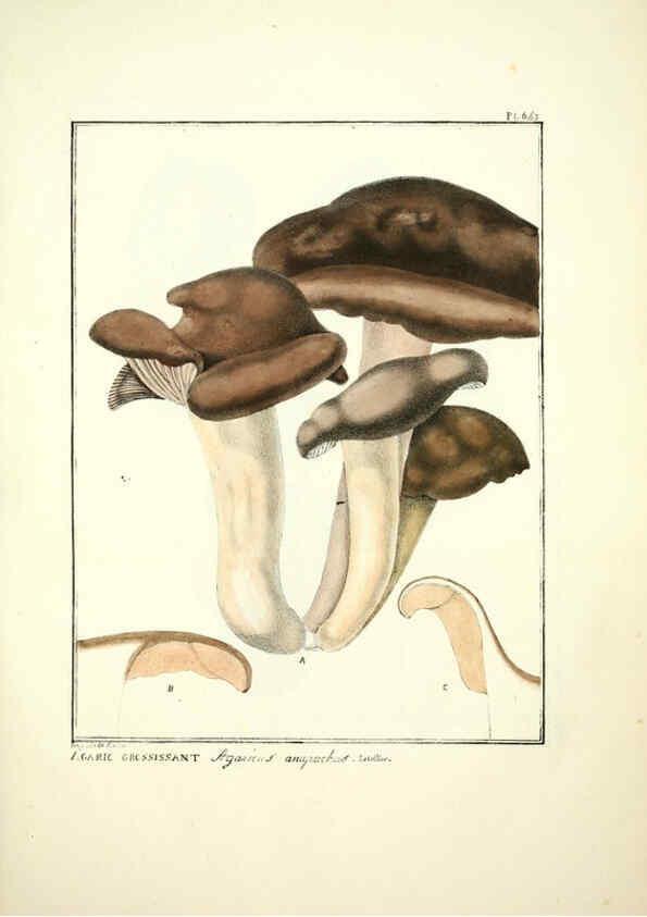 Reproducción/Reproduction 6045862070: Figures des champignons, servant de supplément aux planches de Bulliard Paris :Meilhac,1839-1842