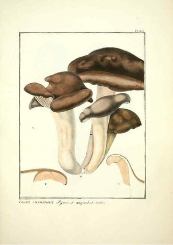 Reproducción/Reproduction 6045862070: Figures des champignons, servant de supplément aux planches de Bulliard Paris :Meilhac,1839-1842