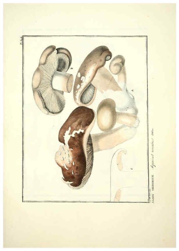 Reproducción/Reproduction 6045311757: Figures des champignons, servant de supplément aux planches de Bulliard Paris :Meilhac,1839-1842