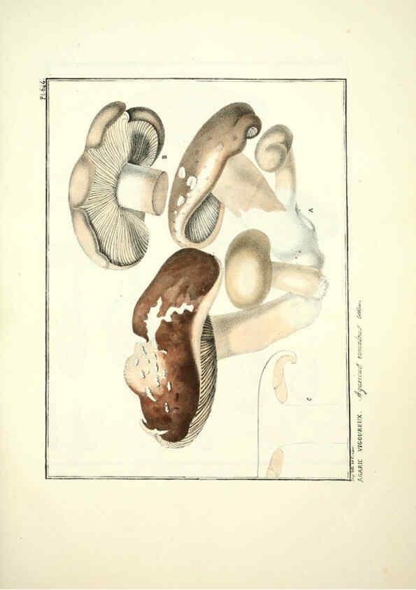 Reproducción/Reproduction 6045311757: Figures des champignons, servant de supplément aux planches de Bulliard Paris :Meilhac,1839-1842