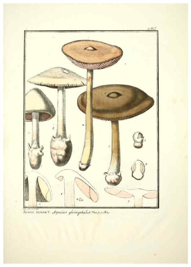 Reproducción/Reproduction 6045862450: Figures des champignons, servant de supplément aux planches de Bulliard Paris :Meilhac,1839-1842