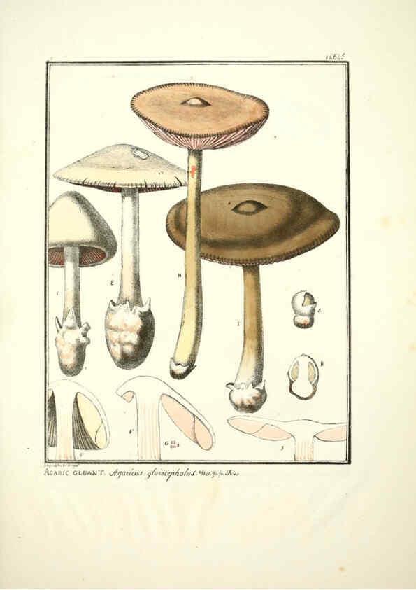 Reproducción/Reproduction 6045862450: Figures des champignons, servant de supplément aux planches de Bulliard Paris :Meilhac,1839-1842