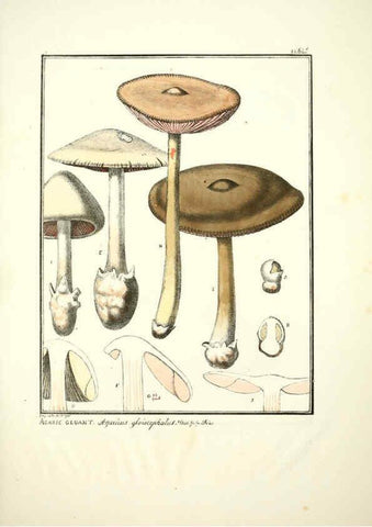 Reproducción/Reproduction 6045862450: Figures des champignons, servant de supplément aux planches de Bulliard Paris :Meilhac,1839-1842