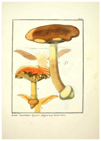 Reproducción/Reproduction 6045312171: Figures des champignons, servant de supplément aux planches de Bulliard Paris :Meilhac,1839-1842