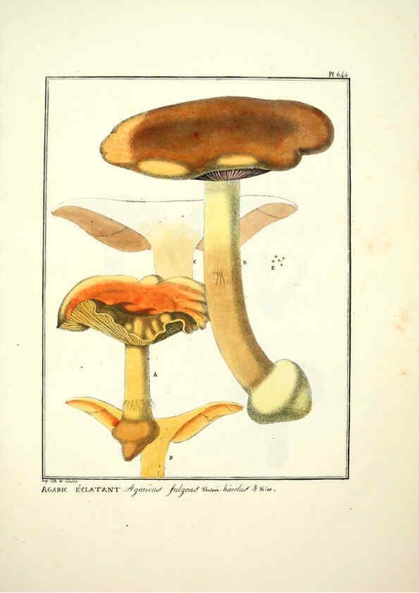 Reproducción/Reproduction 6045312171: Figures des champignons, servant de supplément aux planches de Bulliard Paris :Meilhac,1839-1842