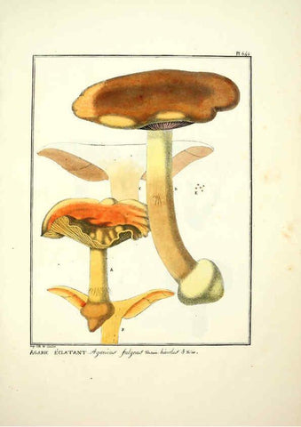 Reproducción/Reproduction 6045312171: Figures des champignons, servant de supplément aux planches de Bulliard Paris :Meilhac,1839-1842