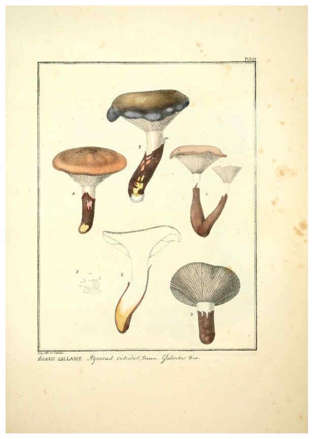 Reproducción/Reproduction 6045863070: Figures des champignons, servant de supplément aux planches de Bulliard Paris :Meilhac,1839-1842